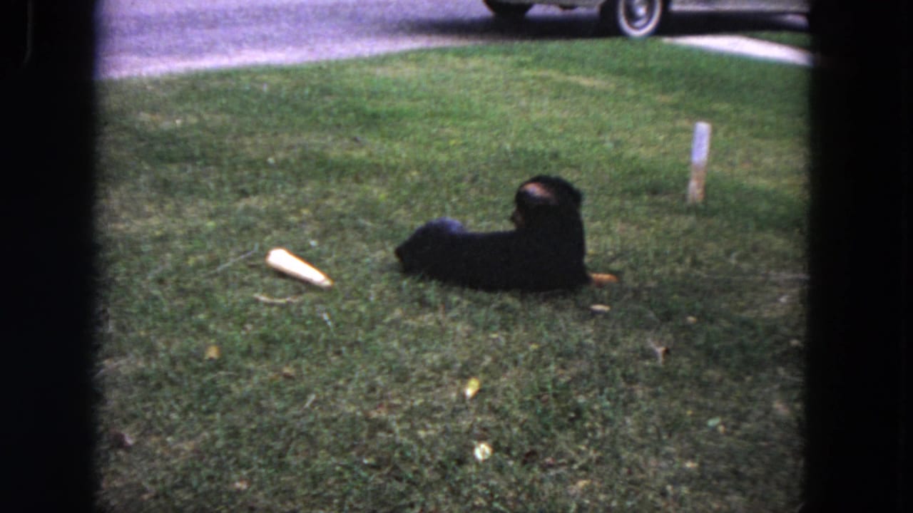 Black dog lying in green grass near a pale object, with a parked white car partly visible beyond the lawn.