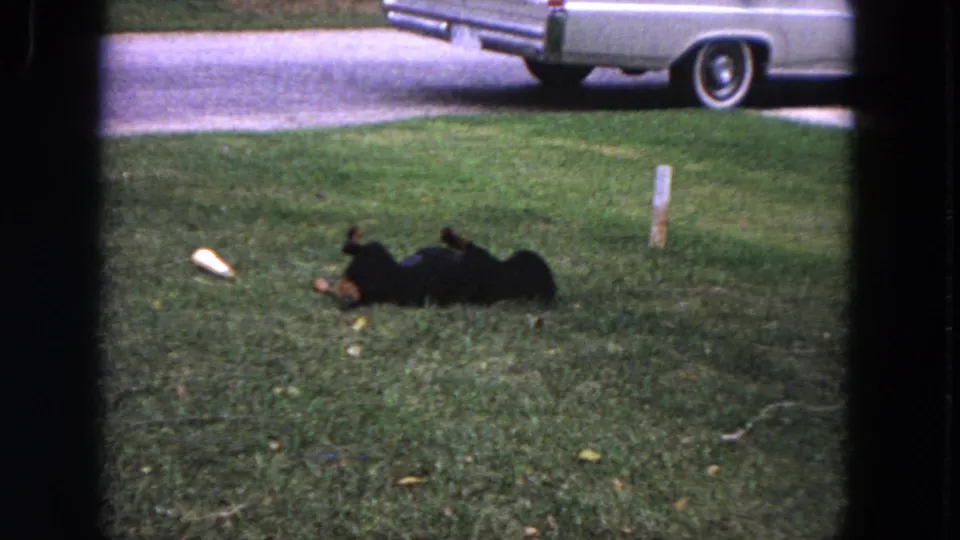 The black dog rolls on its back in a 1964 Evanston suburban yard, with a pale object on the lawn and a parked white car behind it.