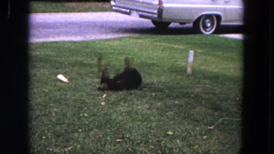 A black dog continues rolling in the grass in Evanston, Illinois, with the rear of a white car visible near the street in this 8mm frame.