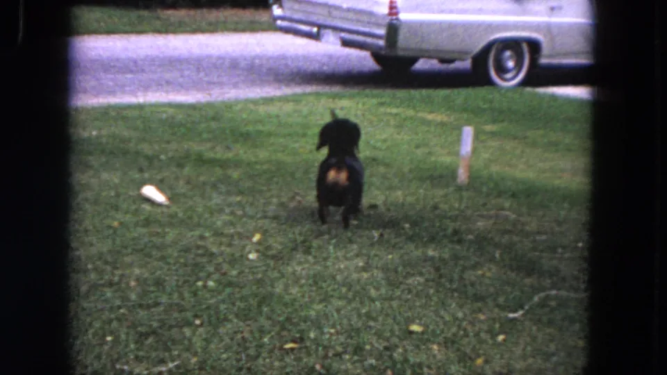 At the end of the 1964 Evanston home-movie clip, the black dog stands facing away on the lawn near a pale object and parked white car.