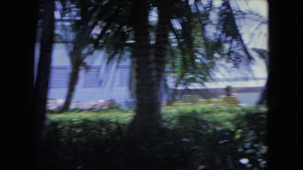 Palm trunks and foliage obscure a bright patio or building facade.