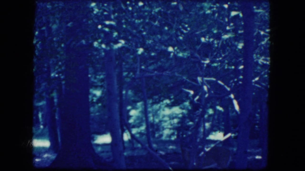 Deer standing among trees in a shaded wooded area.