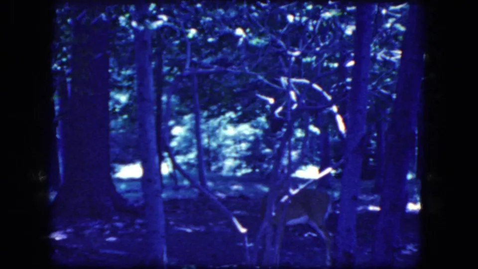 1964 Niagara Falls home-movie frame showing a deer partly obscured by trees and branches in a shaded wooded setting.