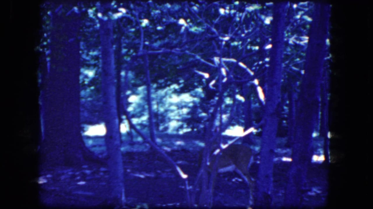 Deer standing among dark tree trunks in a blue-tinted forest.
