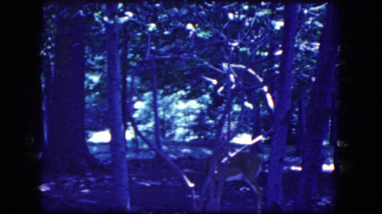 Blue-shifted 1964 8mm frame showing a deer in the mid-ground among dense trees and undergrowth near Niagara Falls, New York.