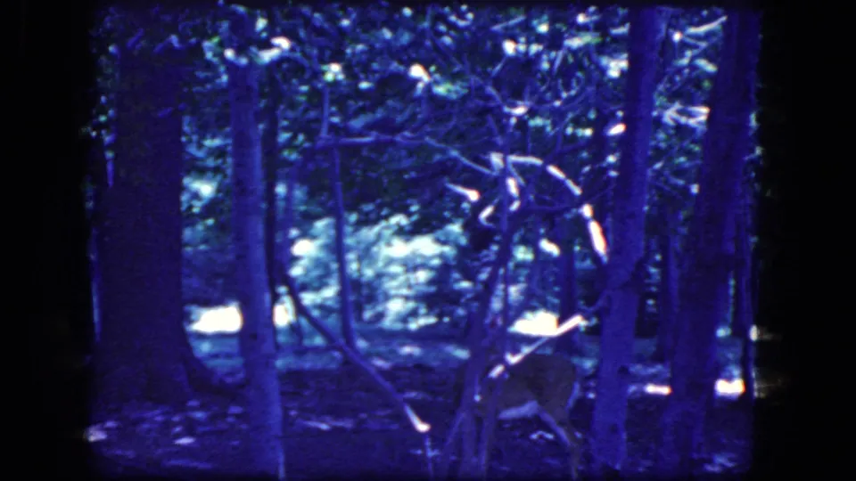 Vintage 8mm frame from the 1964 Niagara Falls reel, with a deer standing in a dim forest and partly masked by thin branches.
