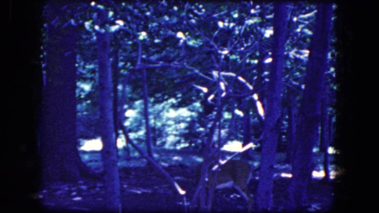 1964 8mm frame from Niagara Falls, New York metadata showing a deer partly obscured by trunks and branches in a dark blue-purple forest.