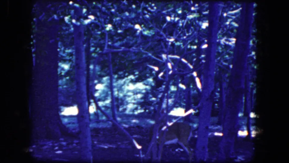 1964 8mm frame from Niagara Falls, New York metadata showing a deer partly obscured by trunks and branches in a dark blue-purple forest.