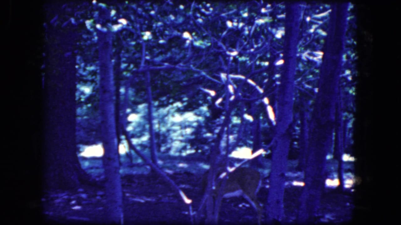 Deer partly hidden behind branches and trees in a shadowy blue forest.