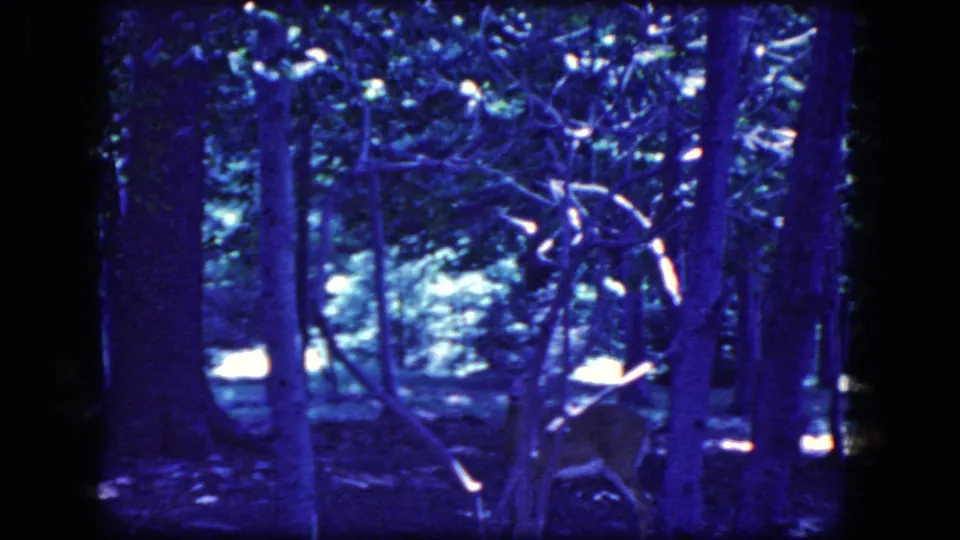 1964 8mm Niagara Falls, New York home-movie frame showing a deer in a dim forest, partly concealed by slender branches and trunks.