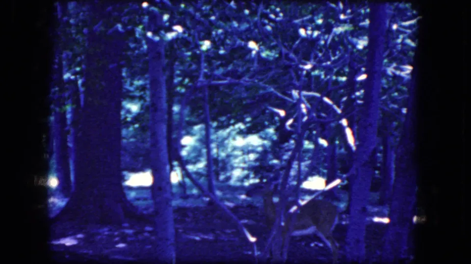 1964 8mm frame associated with Niagara Falls, New York, showing a deer standing in a dense blue-purple forest setting.