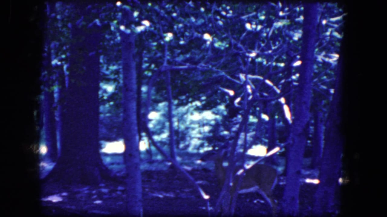 Young white-tailed deer partly obscured by trees in 1964 8mm footage from the stated Niagara Falls, New York area.