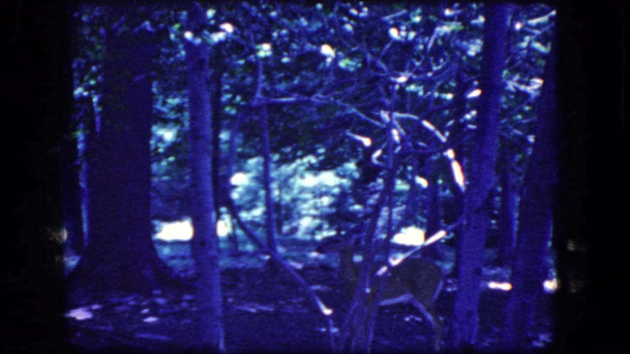 Deer remains behind trees with bright forest light visible through branches.