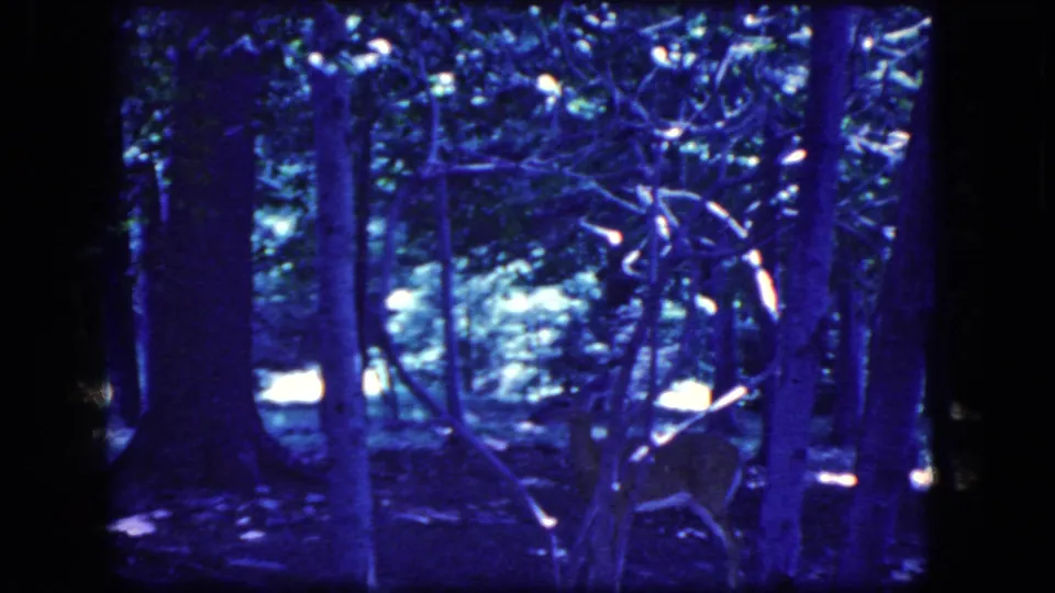 Young deer in a wooded scene, mostly still and partly hidden by branches in blue-purple 8mm home-movie footage.