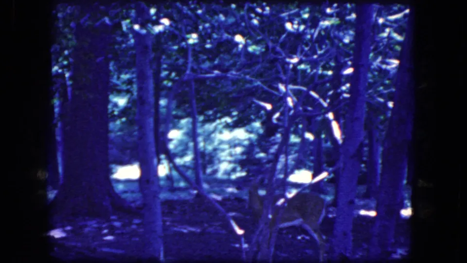 The deer is partly hidden in the lower right of a wooded 1964 8mm frame, with trunks and bright light patches behind it.