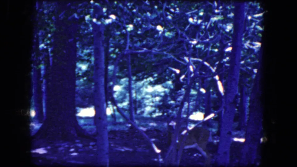 Final frame holds on the young deer among dense trees, with the 8mm scan showing grain, soft focus, and blue-purple color shift.