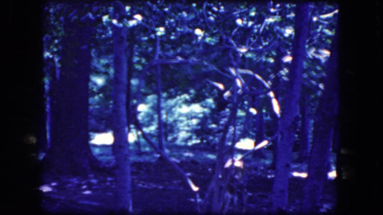 Young deer standing among dark tree trunks in a blue-toned forest.