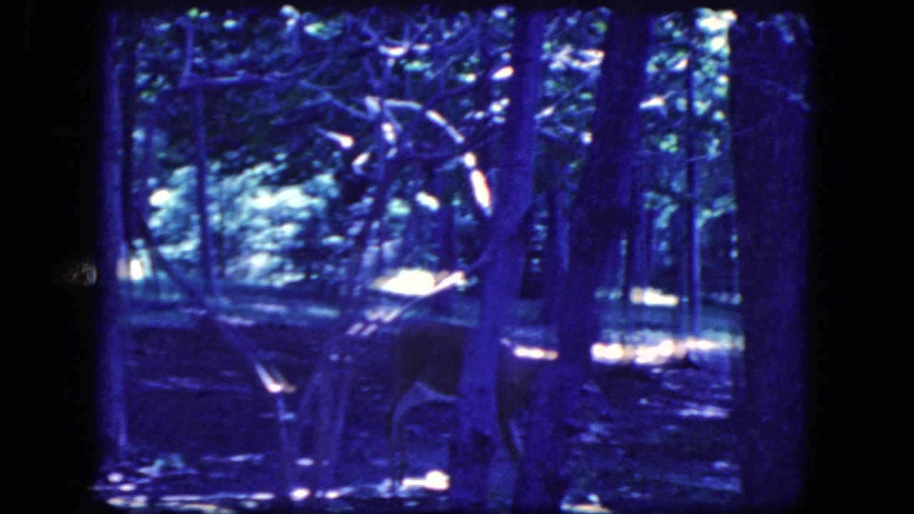 Young deer moves through a wooded Niagara Falls setting in blue-purple 1960s 8mm home-movie footage.