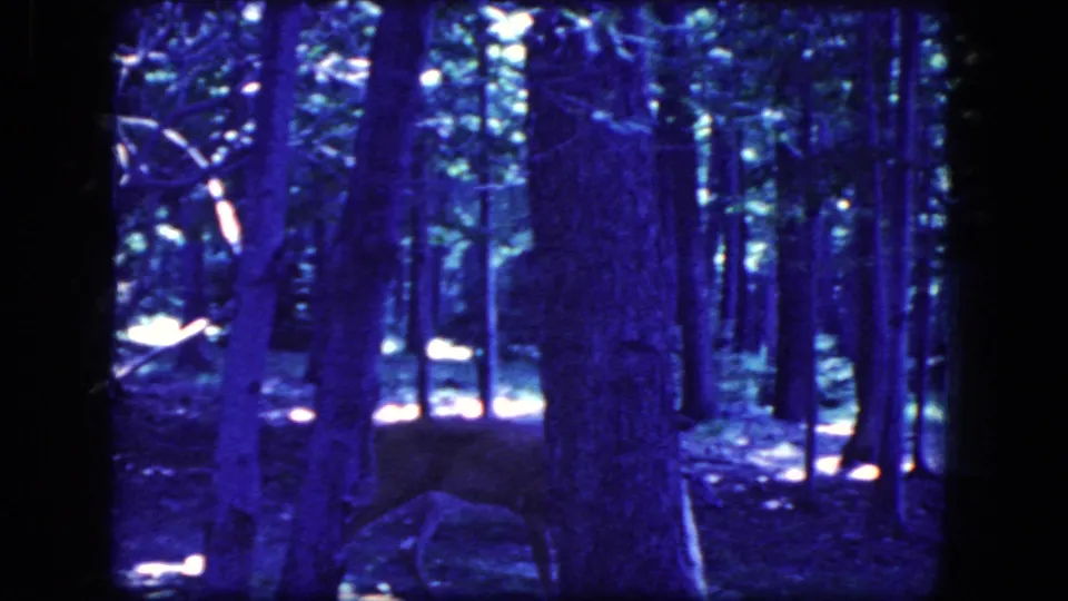 A young deer passes behind a foreground tree in blue-shifted 1964 8mm footage from Niagara Falls, New York.