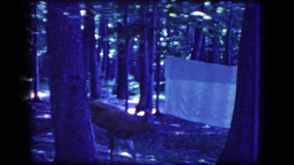 Young deer stands near a pale rectangular sheet or panel in blue-purple 1960s 8mm wooded footage from Niagara Falls.