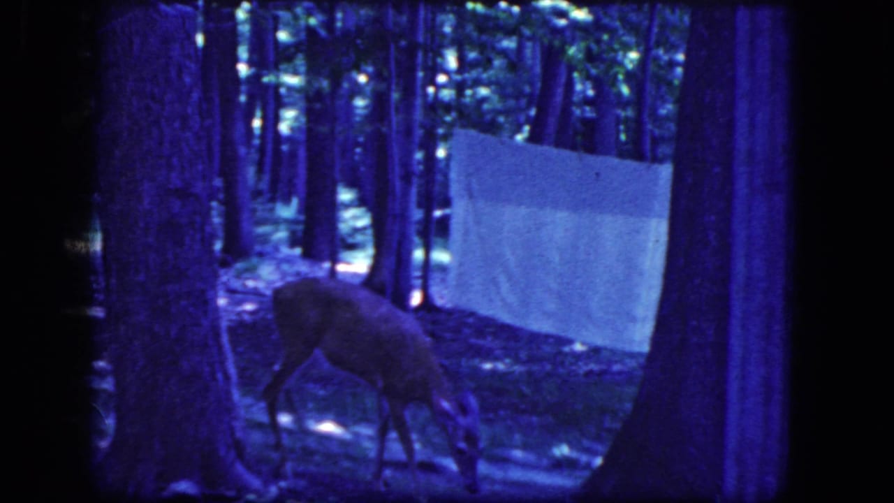 Deer grazing among trees with a pale sheet hanging in the wooded background.