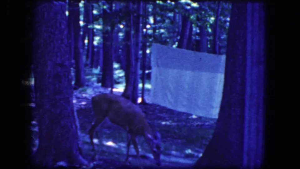 1964 8mm home-movie frame from Niagara Falls, New York, showing a deer grazing in blue-tinted woods near a hanging sheet.