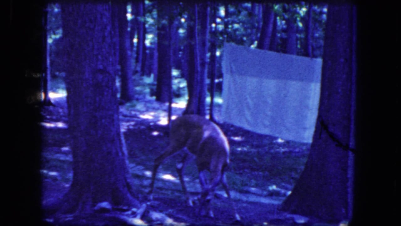1964 Niagara Falls home-movie still of a deer moving through shaded woods with a pale sheet visible between the trees.