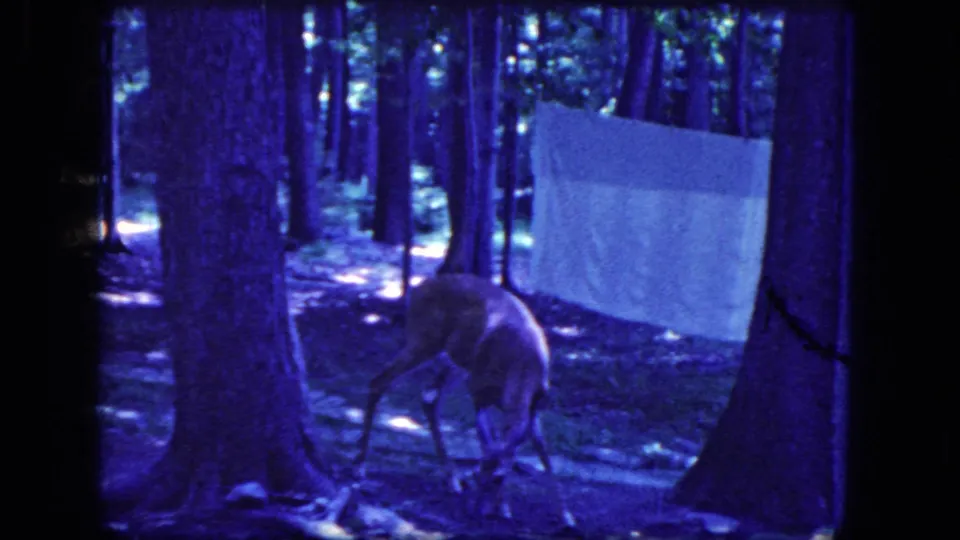 1964 Niagara Falls home-movie still of a deer moving through shaded woods with a pale sheet visible between the trees.