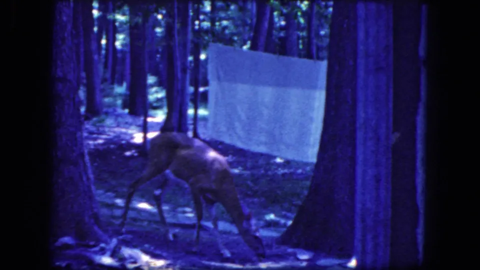 Blue-tinted 1964 8mm frame from Niagara Falls showing a deer grazing low in wooded shade near a pale hanging sheet.
