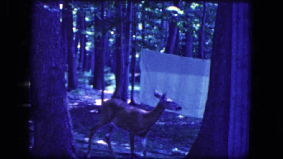 1964 Niagara Falls 8mm still of a deer lifting its head in blue-tinted woods with a pale hanging sheet behind the animal.
