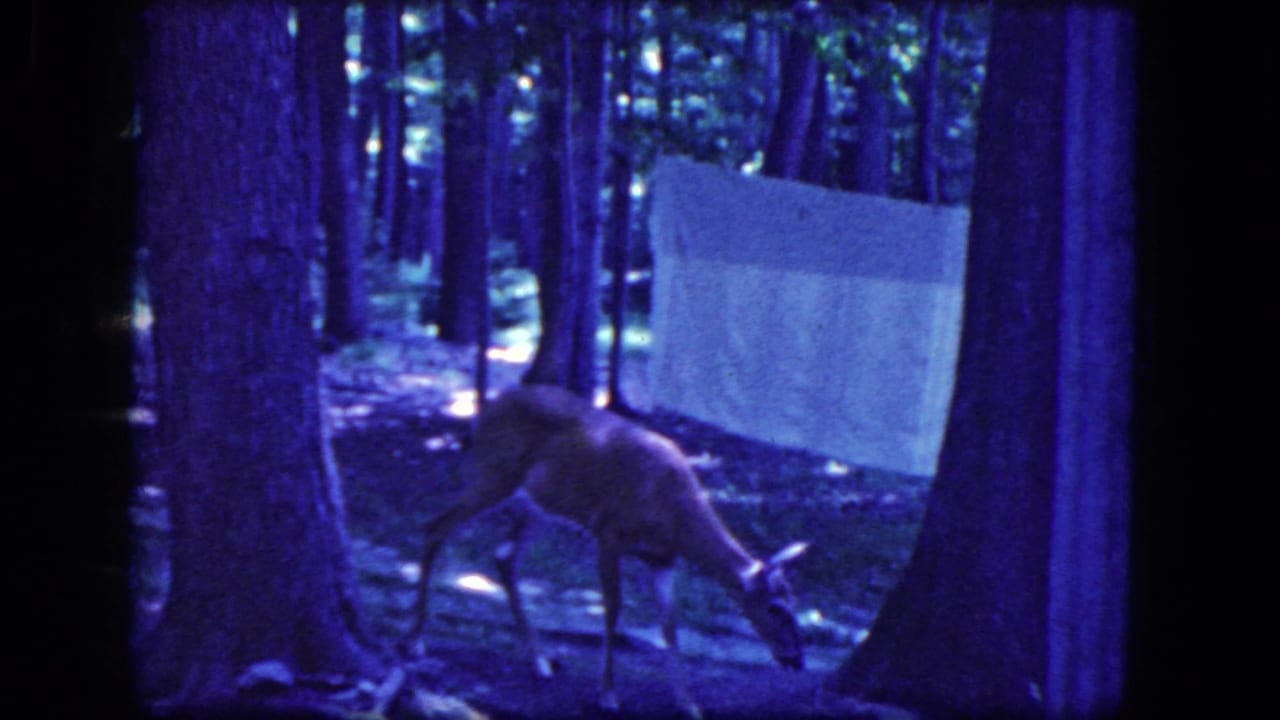 Deer grazing among tree trunks near a white sheet on a clothesline.