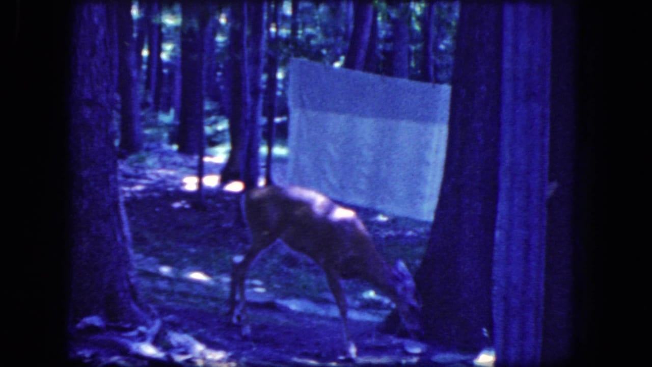 Deer walking through trees with a white sheet hanging behind it.