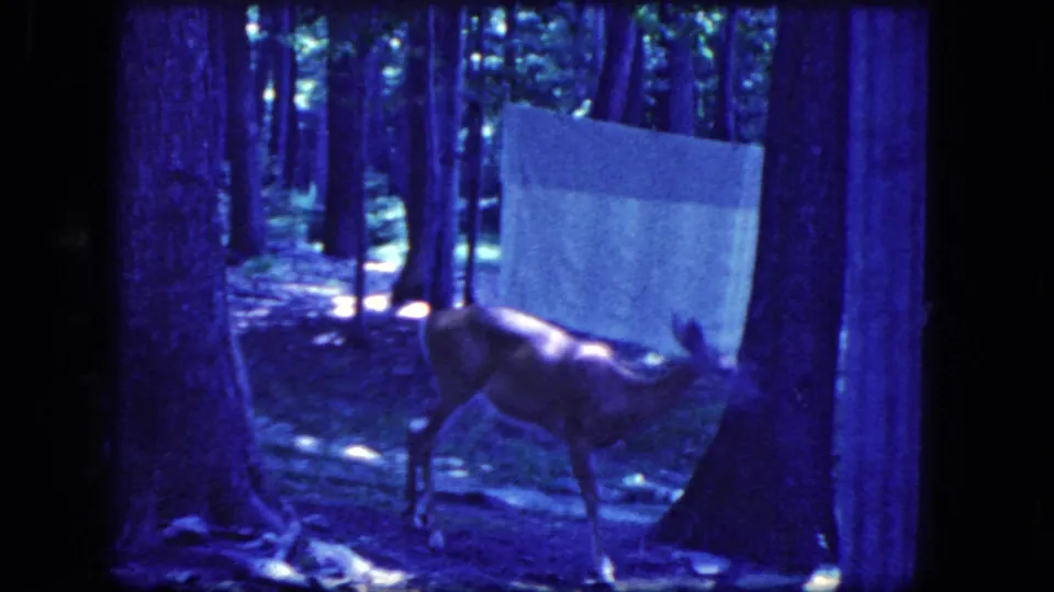 1964 8mm frame from Niagara Falls, New York, with a deer passing near tree trunks and a white sheet in a wooded setting.