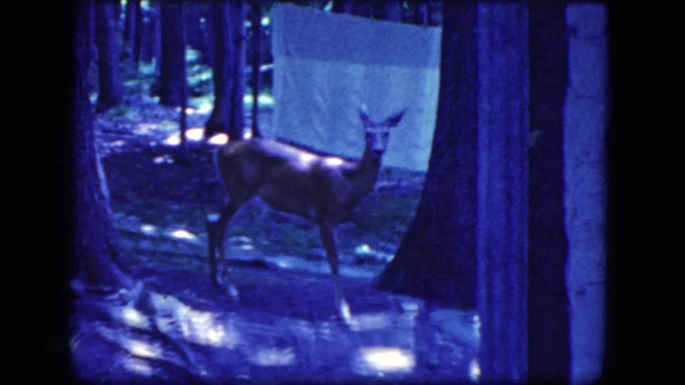Blue-cast 1964 home-movie frame showing a deer standing alert in a forest near a clothesline in Niagara Falls, New York.