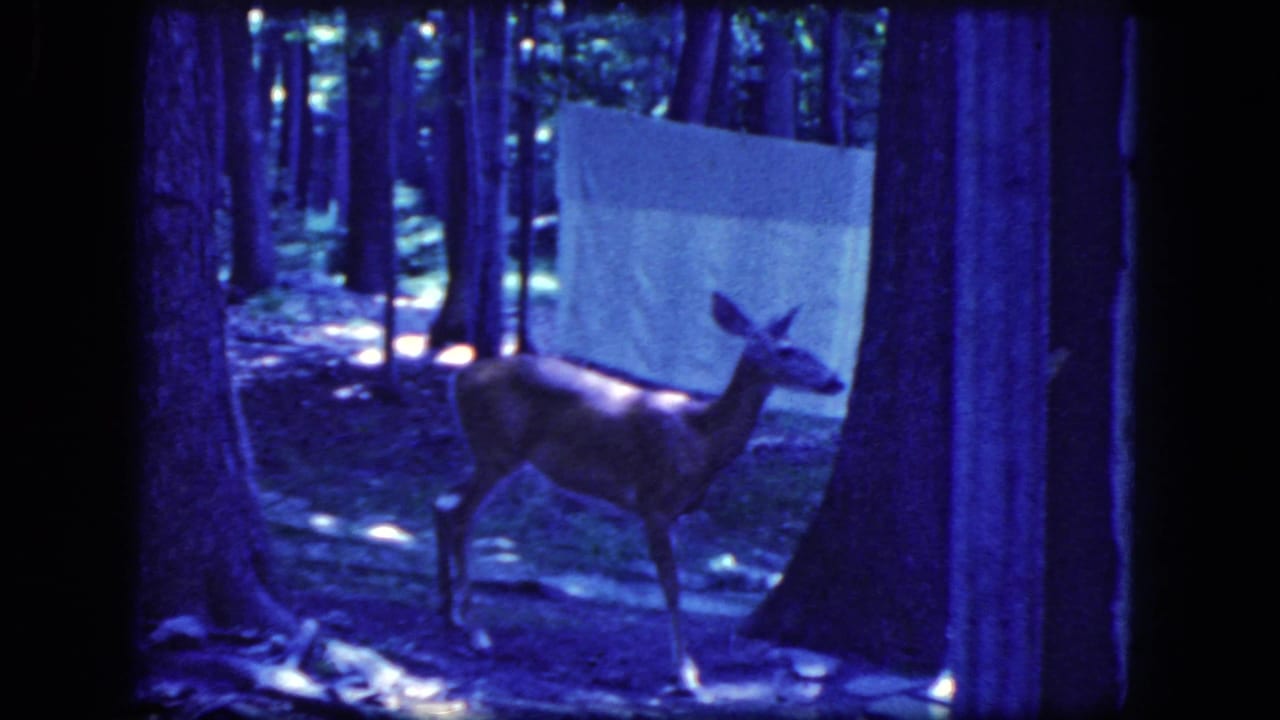 A deer stands in a blue-tinted forest frame from 1964 8mm footage associated with Niagara Falls, New York, with a pale sheet or tarp behind it.