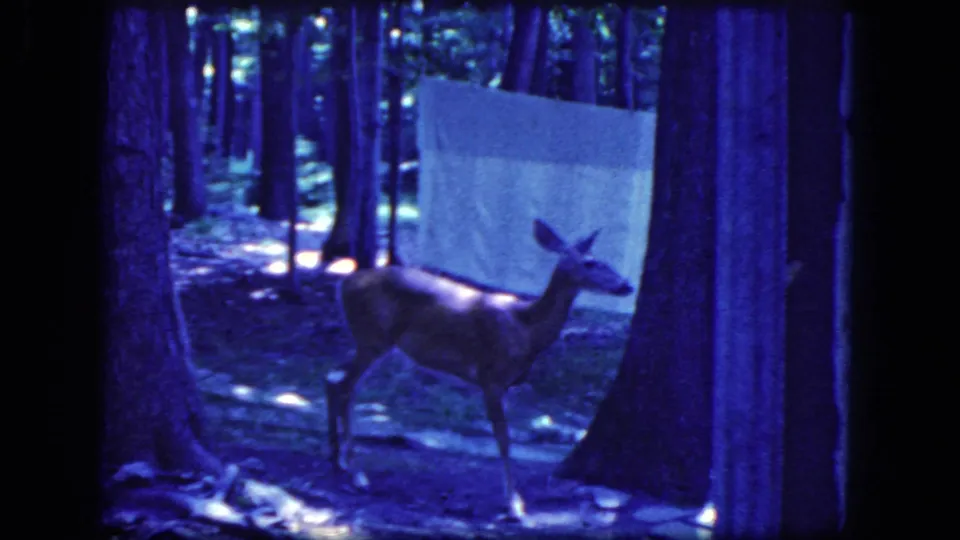 A deer stands in a blue-tinted forest frame from 1964 8mm footage associated with Niagara Falls, New York, with a pale sheet or tarp behind it.