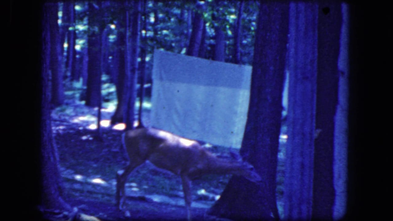 Deer lowering its head near a tree in a blue-tinted forest.