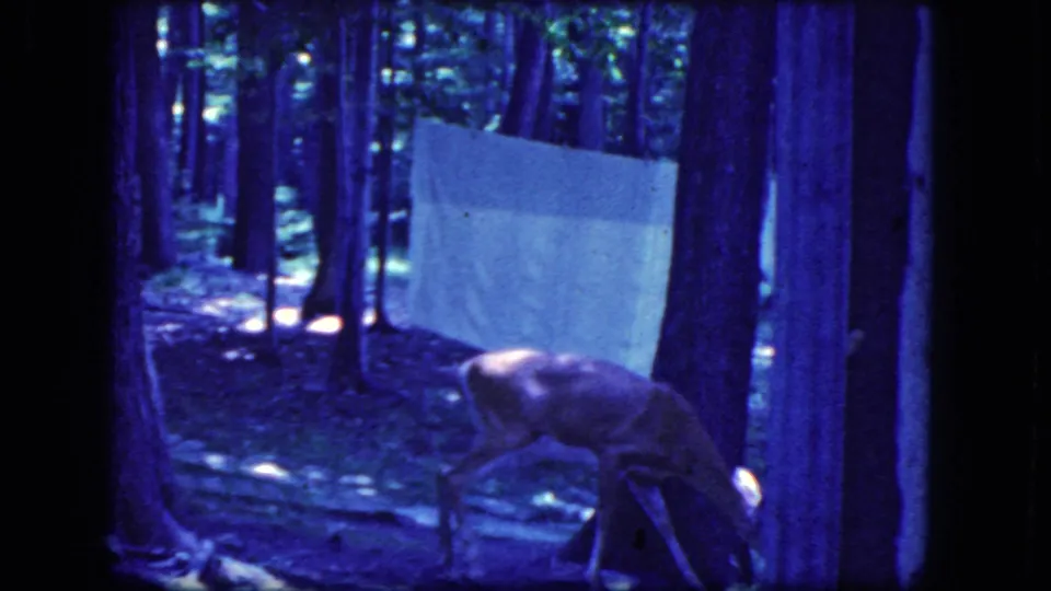 A deer grazes on the forest floor in blue-purple 8mm footage, with tall trees and a pale sheet or tarp visible behind it.