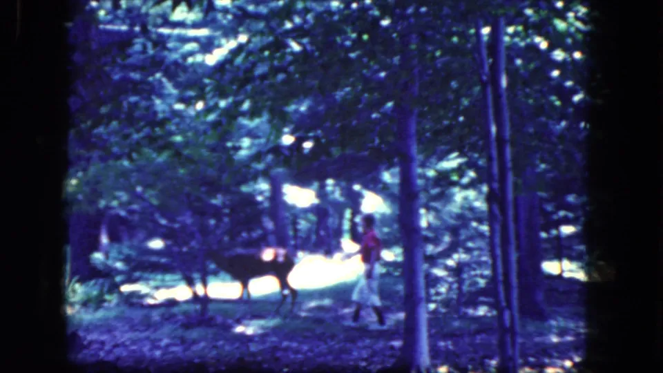 1964 Niagara Falls area home-movie frame showing a distant man in light clothing near a deer among trees with dappled sunlight.