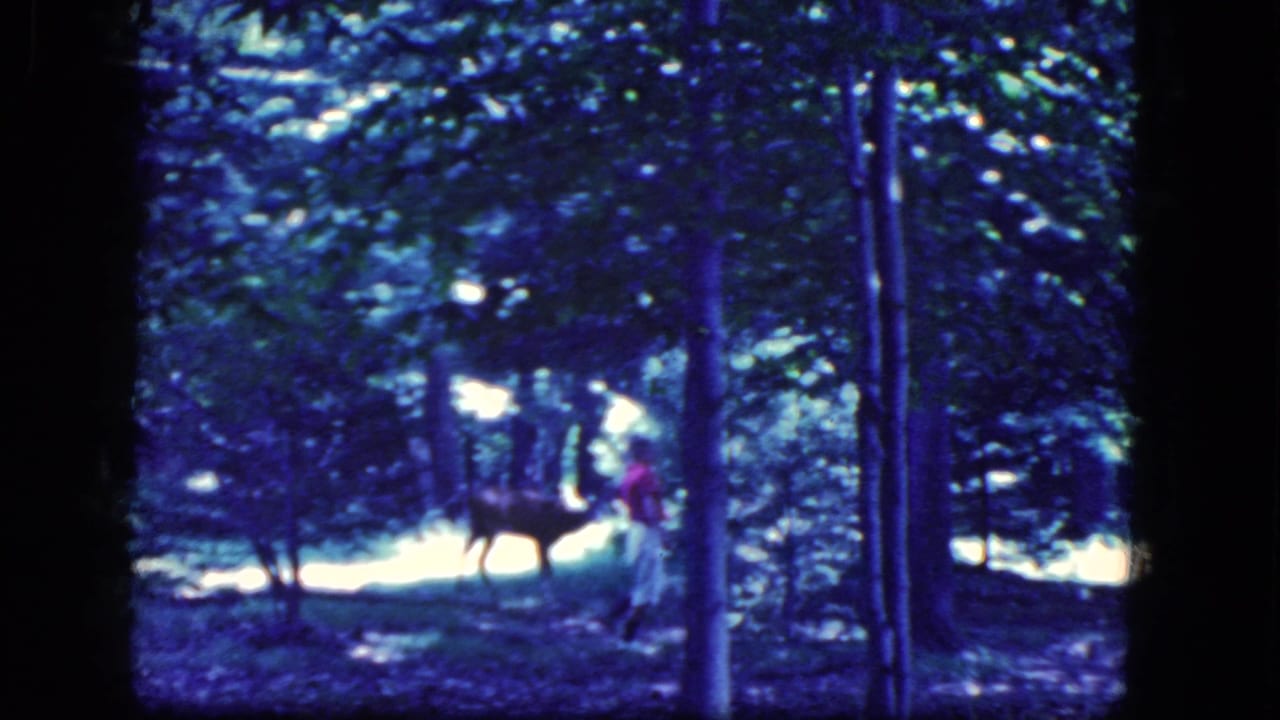 A deer stands among trees while a person in red appears farther back in the woods.