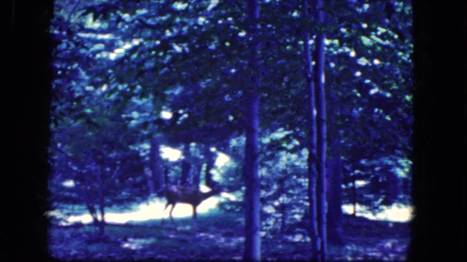 The deer crosses a shaded, blue-toned forest view in archival 8mm footage associated with Niagara Falls, New York.