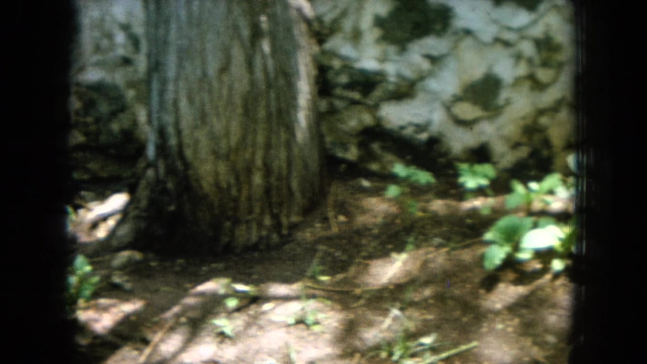 1964 Hawaii garden view with a large tree trunk, rough stone wall, leaves, and shaded soil in handheld 8mm footage.
