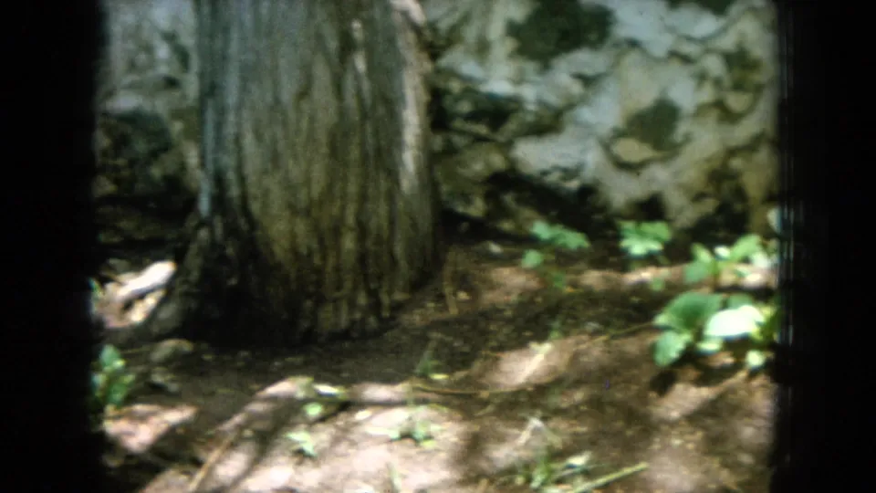 1964 Hawaii garden view with a large tree trunk, rough stone wall, leaves, and shaded soil in handheld 8mm footage.