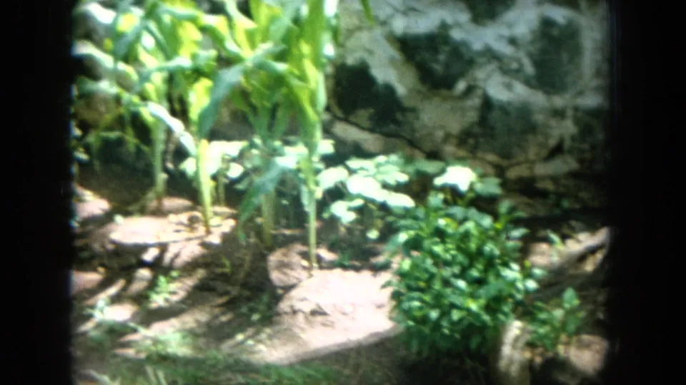 1964 Hawaii home-movie frame showing leafy plants, garden soil, and a rough stone wall under bright daylight.
