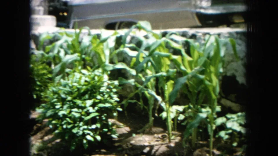 1964 Hawaii garden pan ending on tall leafy plants beside a stone wall, with part of a parked car visible above.