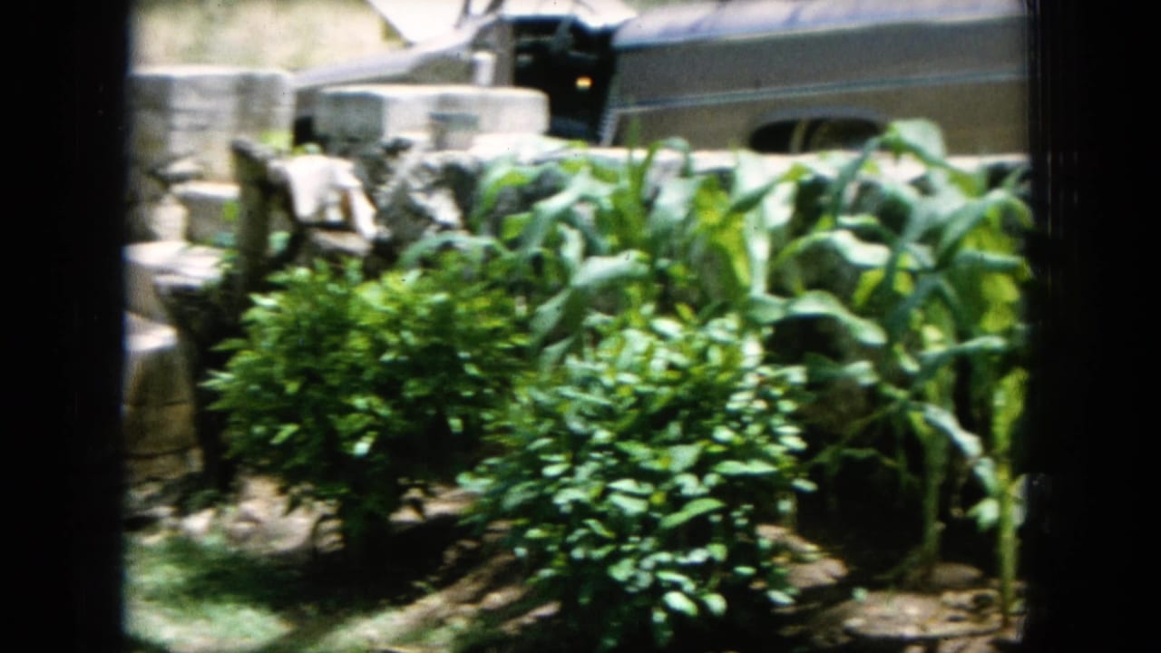 1964 Hawaii 8mm frame showing leafy garden growth, possible corn stalks, stone steps, and part of a parked older car.