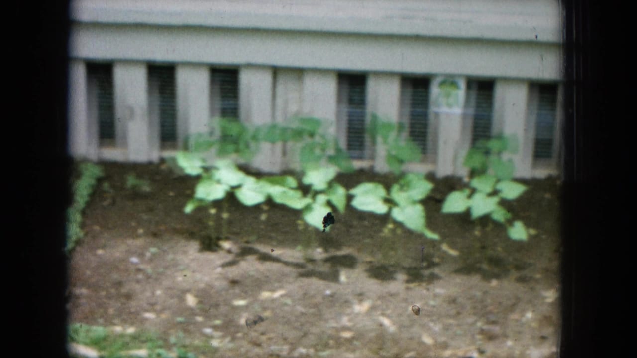 Rows of small green plants growing in soil beside the side of a house.