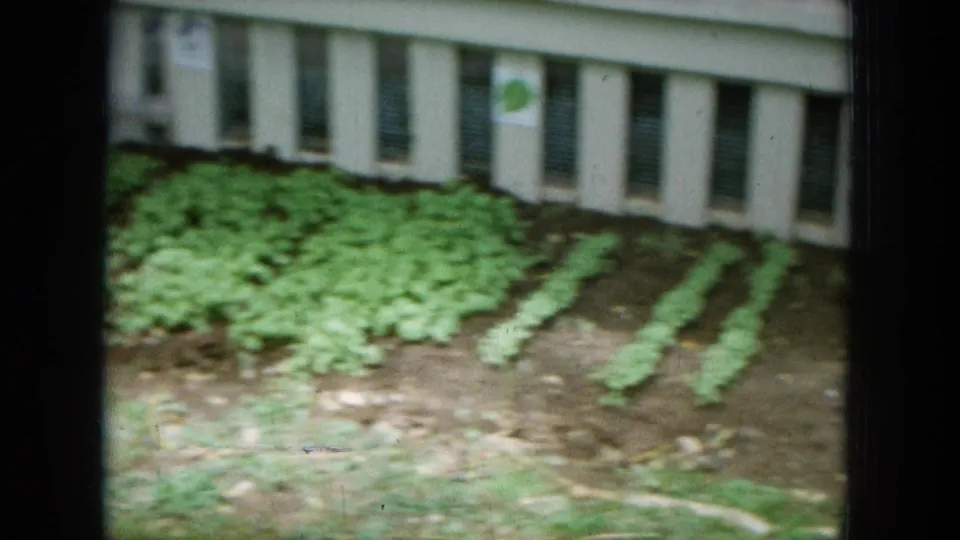 1964 Hawaii 8mm frame showing rows of leafy vegetables planted beside a house wall and foundation vents.