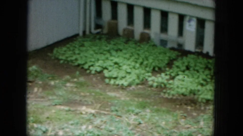 1964 Hawaii 8mm frame showing dense leafy garden growth beside house siding, vents, and utility pipes.