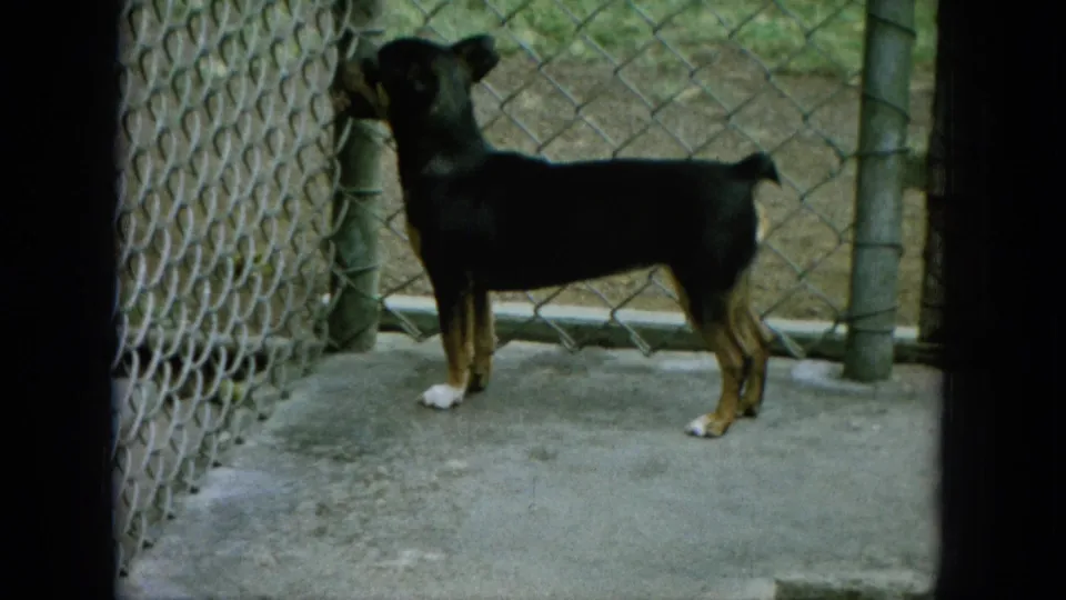 Black-and-tan dog in a chain-link kennel beside a residential yard, recorded in 1964 Hawaii home-movie footage.